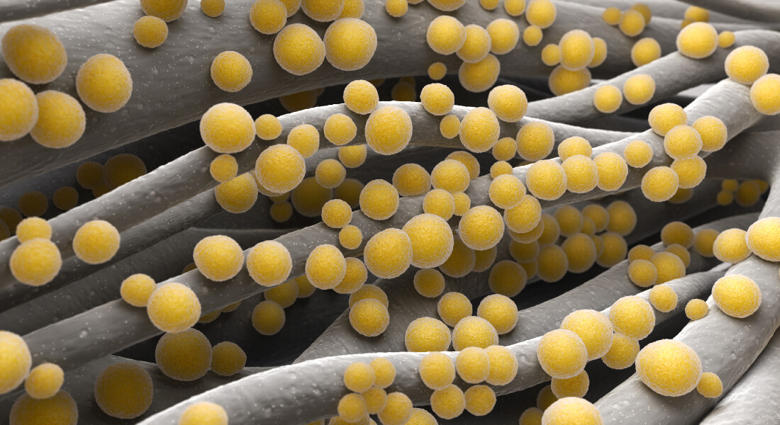 Staphylococcus aureus MRSA bacteria (Credit: iLexx)