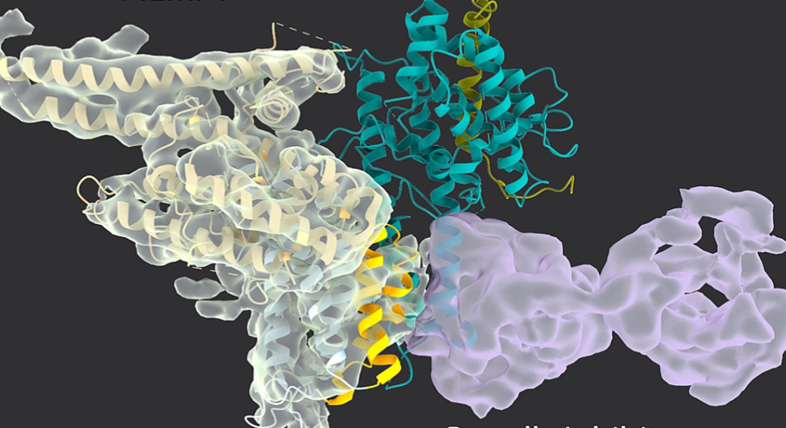 Broadly inhibitory antibodies (purple) from malaria-immune individuals neutralize P. falciparum's key virulence protein (PfEMP1), by targeting its Achilles' heel epitope (yellow). This prevents the parasite from sticking to human blood vessels, a critical step in the progression of severe malaria. Image: Sai SR Raghavan